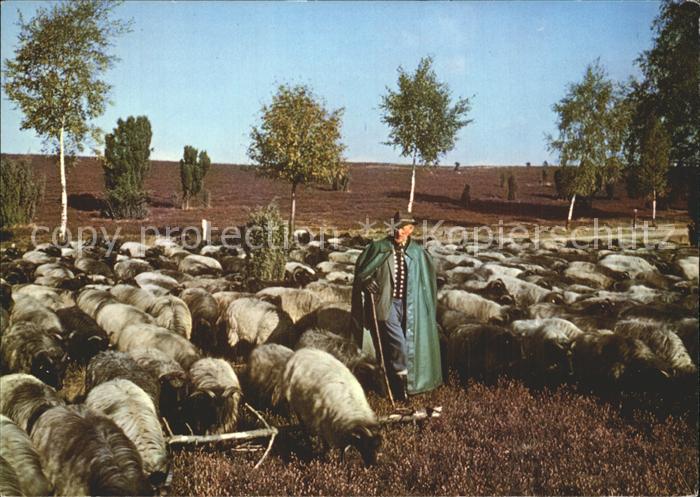 Schafe Hirte Lueneburger Heide