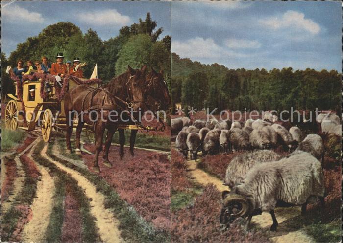 Postkutsche Schafe Lüneburger Heide