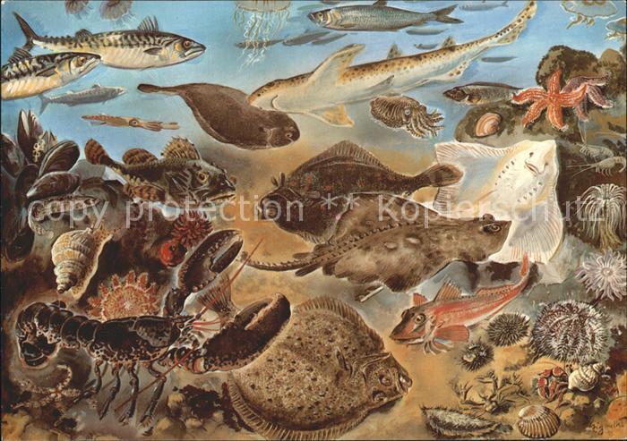 Meerestiere Nordsee Zeichnung August Eigener Ohrenqualle Katzenhai