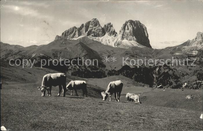 Sassolungo Langkofel Kuehe auf der Alm