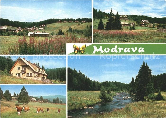 Modrava Kuehe und Bach