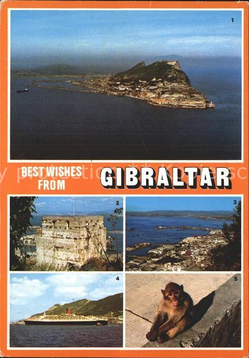 Gibraltar The Rock Affe