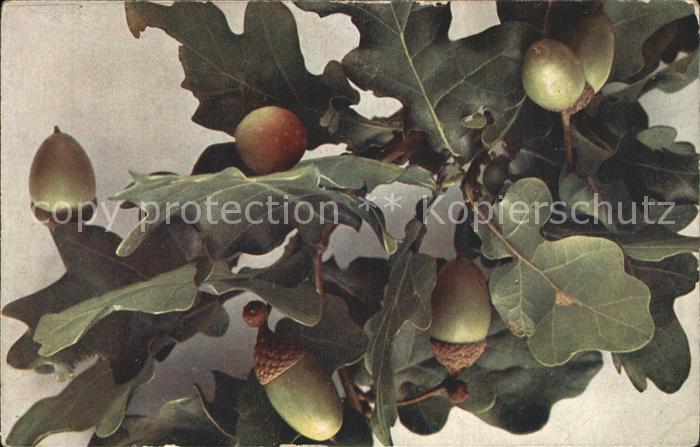 Eichenblatt-Litho
