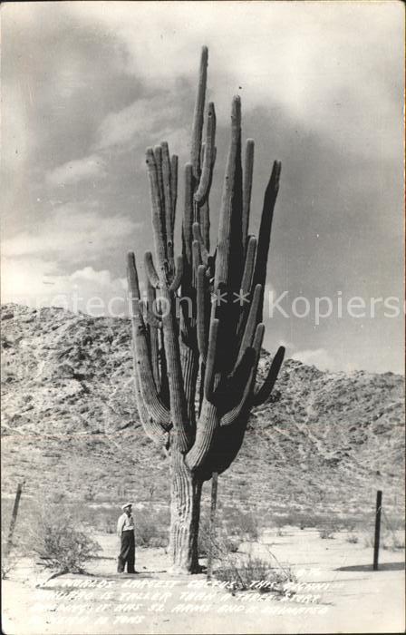 Kakteen Giant Saguaro