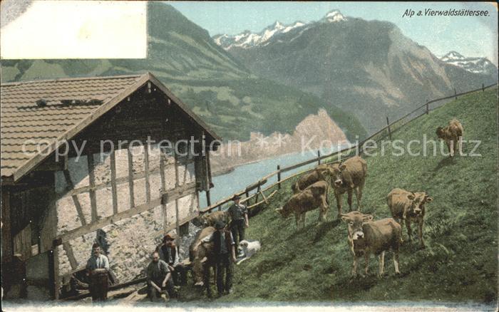 Kuehe Alp Vierwaldstaettersee