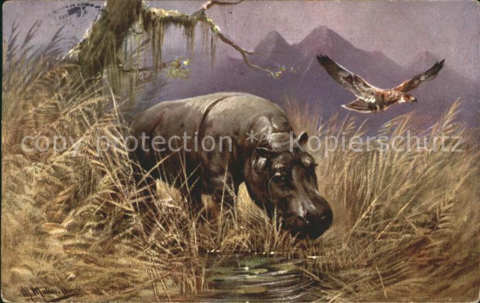 Tiere Nilpferd Adler
