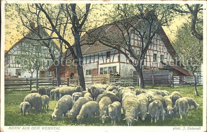 Foto Gaberell J. Nr. 2735 Motiv Wehntal Schafe Bauernhaus