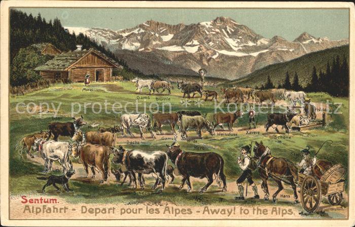 Kuehe Alpfahrt Sentum Pferdekutsche Litho