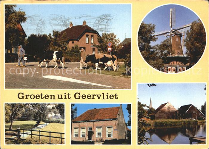 Geervliet Kuehe Windmuehle