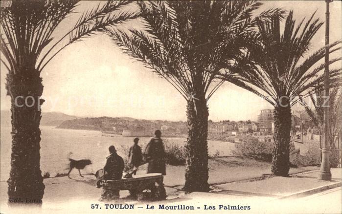 Toulon Var Le Mourillon Les Palmiers