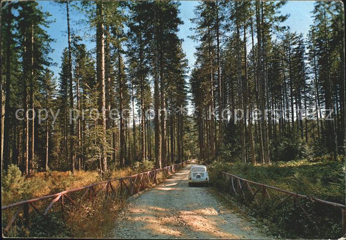 Cosenza Sila Pineta della Fossiata mt. Pinienhain