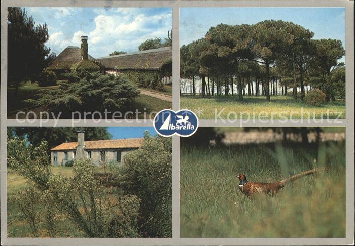 Albarella Eindruecke von der Insel Natur Fasan
