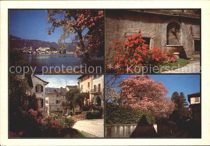 Lago d`Orta Ortafiori Baumbuete