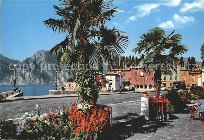 Torbole Lago di Garda Uferstrasse am Gardasee Palmen