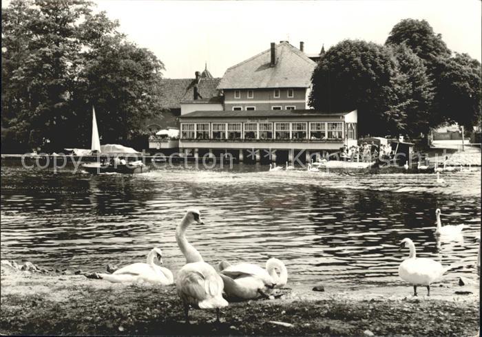 Caputh Gaststaette Cafe Faehrhaus am See Schwaene