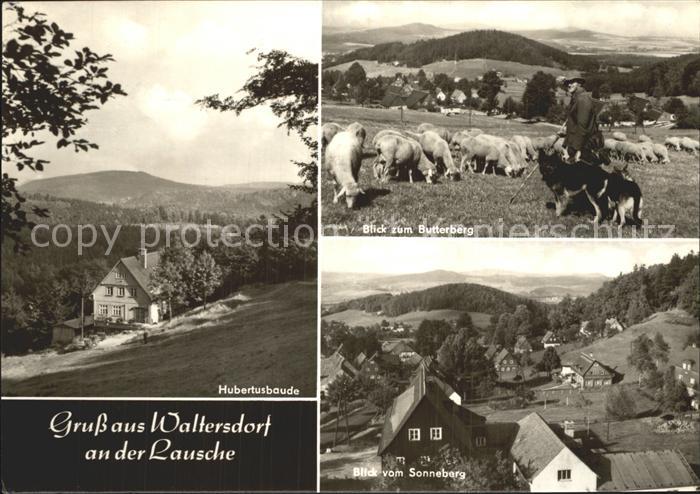 Waltersdorf Zittau Hubertusbaude Schafherde Schaefer Butterberg Sonneberg