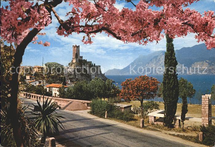 Malcesine Lago di Garda Schloss Gardasee Baumbluete
