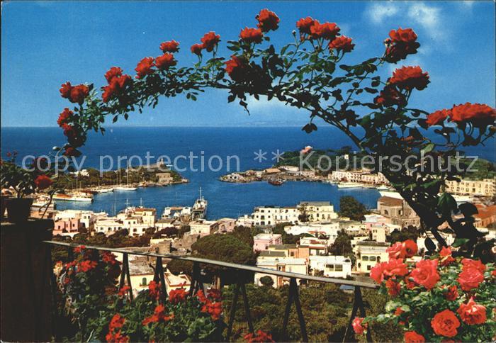 Porto d Ischia Porto Hafen Rosenbusch