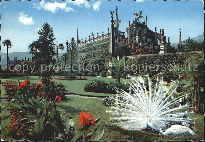 Isola Bella Lago Maggiore Giardini Gaerten Pfau