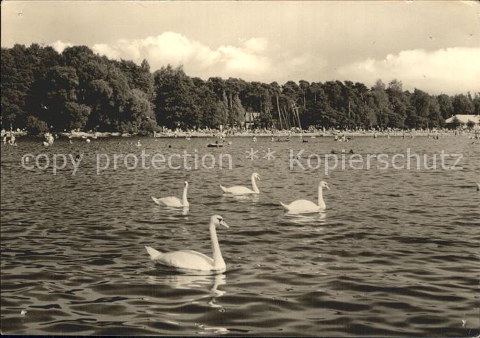 Arendsee Altmark Badestrand See Schwaene