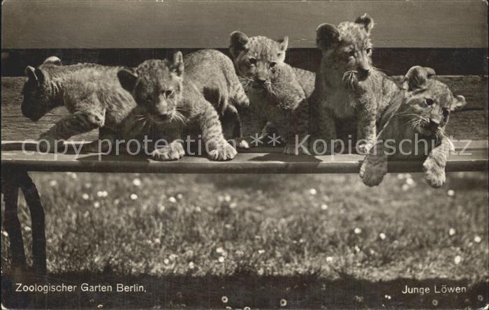 Loewe Junge Loewen Zoologischer Garten Berlin