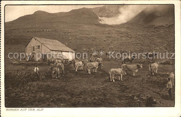 Kuehe Morgen auf der Alp Schweiz