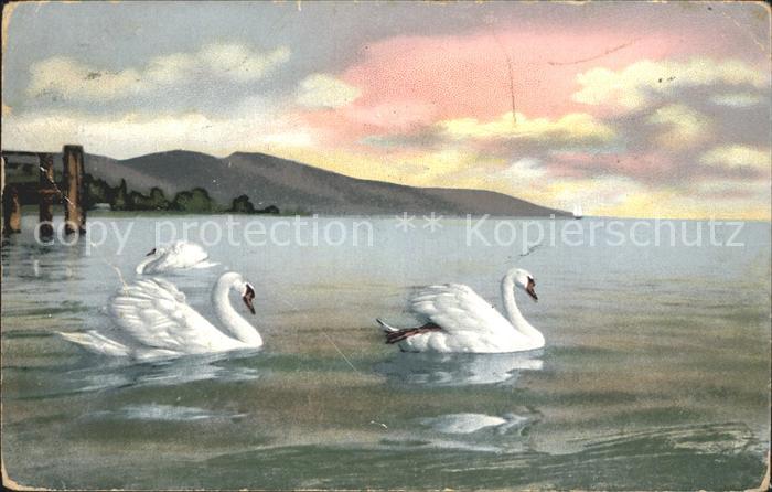 Schwan Schwaene