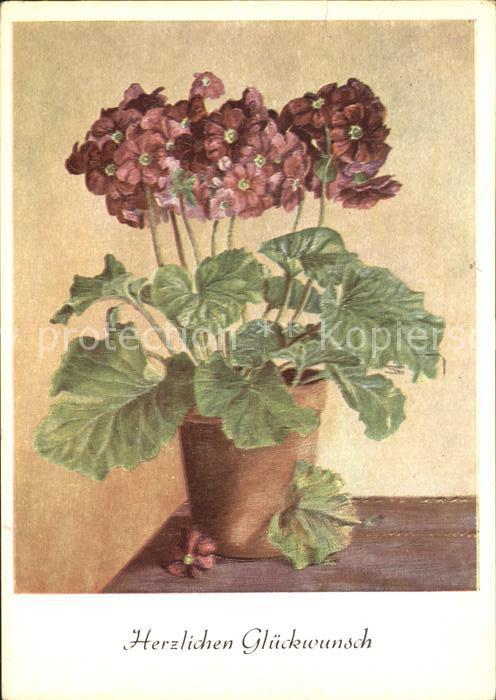 Kuenstlerkarte Ch. Pasche Primel Glueckwunsch