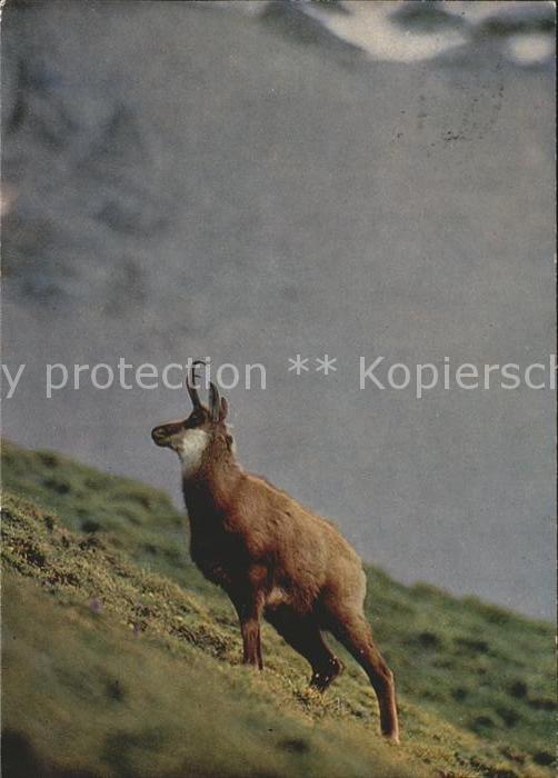 Gemse Rupicapra Chamois