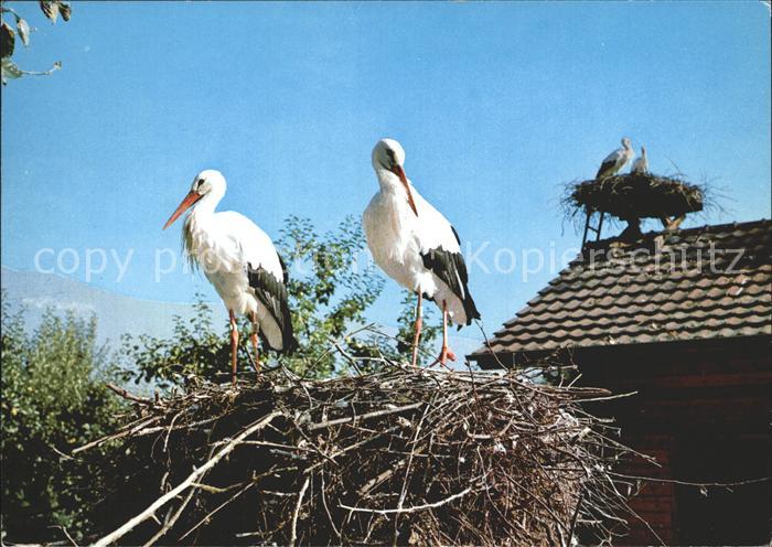 Storch Schweizerische Vogelwarte Sempach Altreu