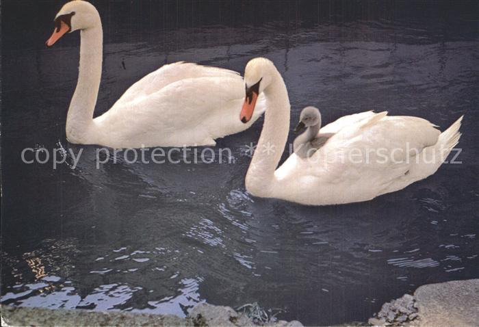 Schwan Schwanenfamilie
