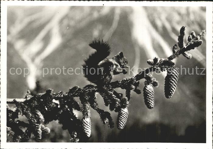 Eichhoernchen Arosa Tannenzapfen