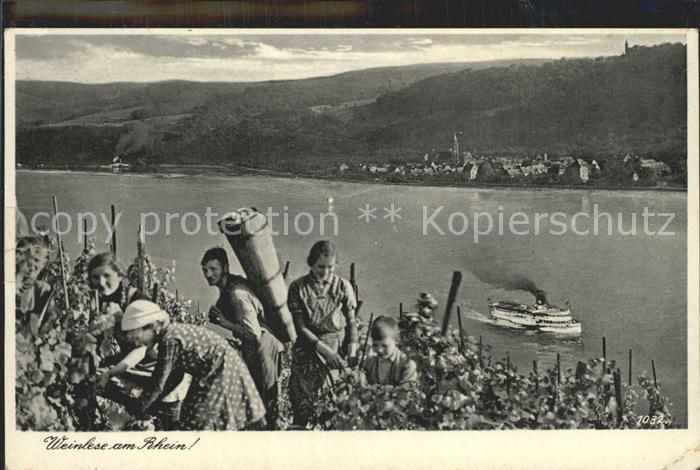 Ernte Landwirtschaft Weinlese am Rhein