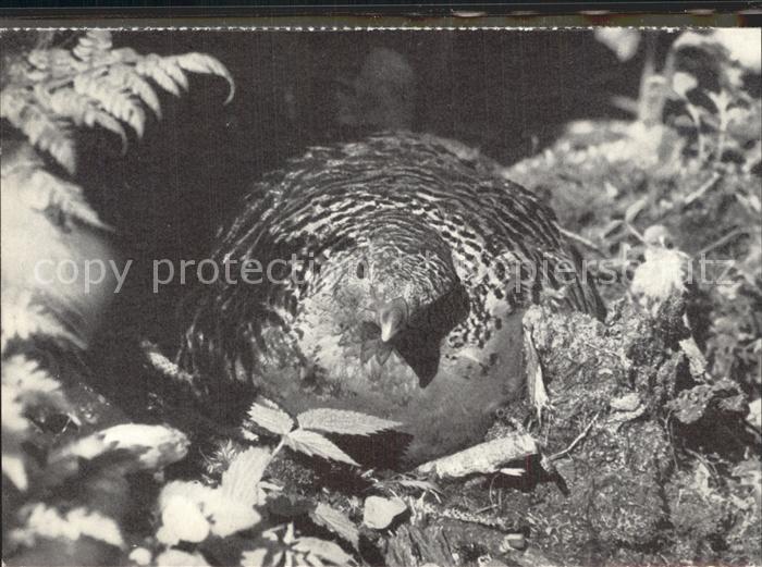 Auerhahn Auerhenne Poule de Grand Tetras