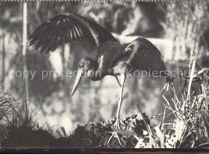 Storch Schwarzstorch Cigogne noire