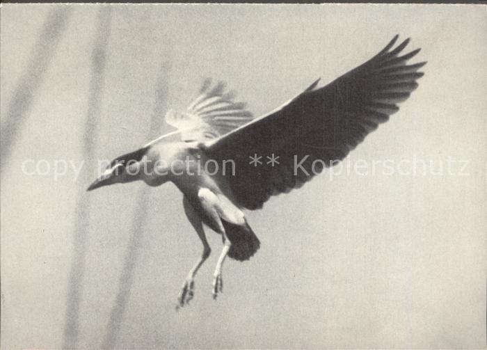 Voegel Nachtreiher Heron Bihoreau