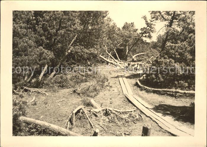 Zinnwald-Georgenfeld Georgenfelder Hochmoor