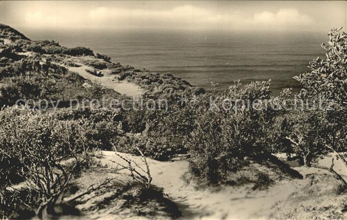 Kloster Hiddensee Dornbusch