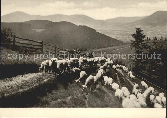 Beskydy Salas pod Lysou horou