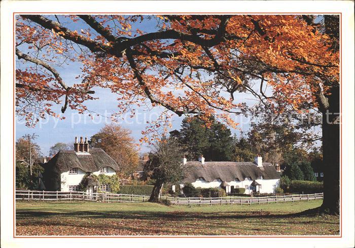 New Forest Swan Green