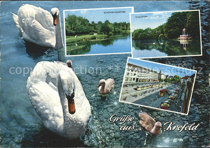 Krefeld Schoenwasserpark Stadtpark Ostwall Schwan