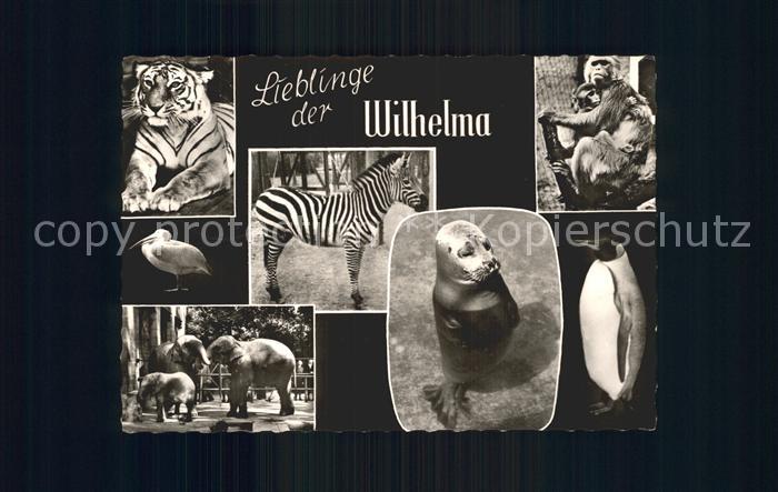 Bad Cannstatt Wilhelma Tiger Zebra Affen Elefanten Seehund Pinguin
