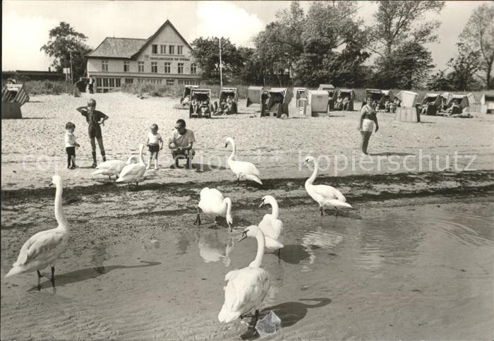 Boltenhagen Ostseebad Strandpartie Schwanenfuetterung