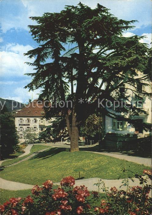 BADENWEILER BW Thermalkurort Schwarzwald Libanon Ceder