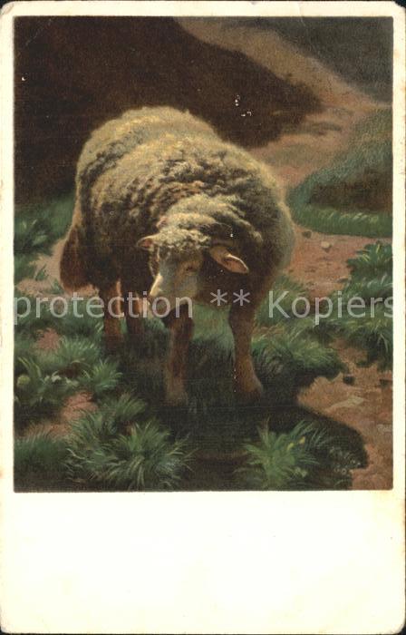 Koller Rudolf Junges Schaf