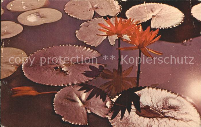Blumen Lotus Ceylon