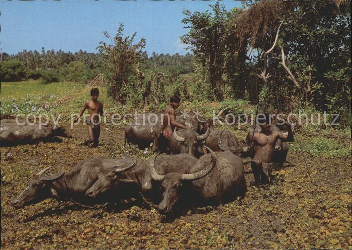 Bueffel Sri Lanka Reisbauern Landwirtschaft Ricefarmers