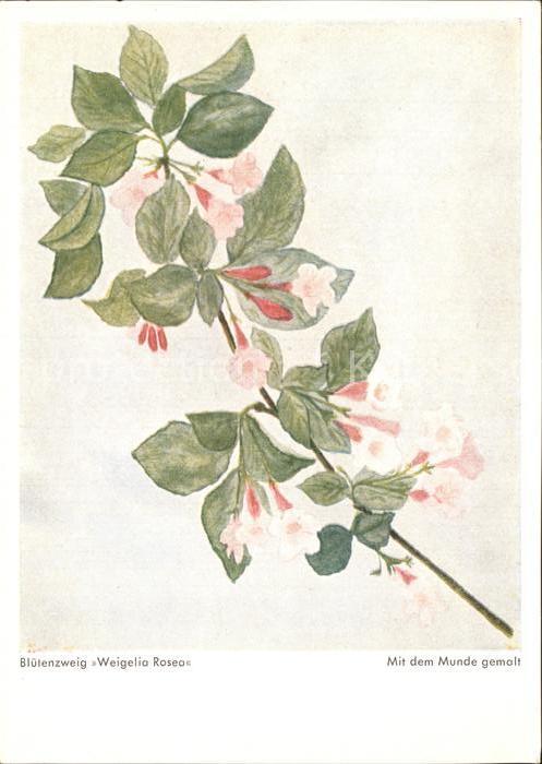 Kuenstlerkarte Mit dem Munde gemalt Bluetenzweig Weigelia Rosea