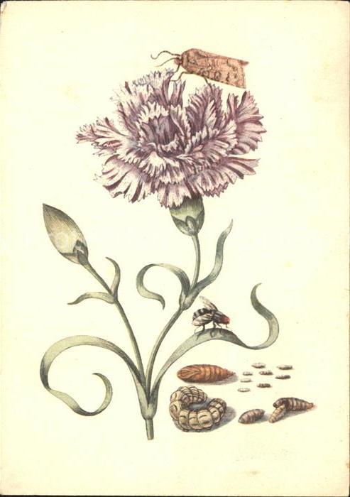 Kuenstlerkarte Maria Sibylla Merian Purpurfarbener Naegelein Eule Raupenfliege