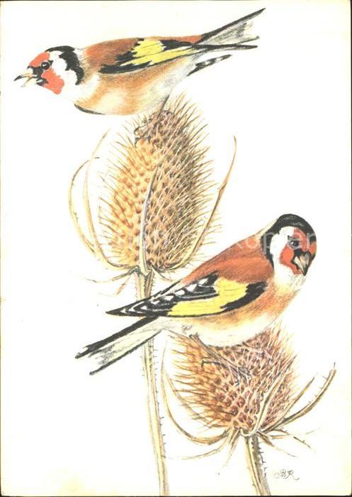 Voegel Birds Oiseaux Uccelli Pajaros-- Distelfink Kuenstlerkarte Pia Roshardt Sp